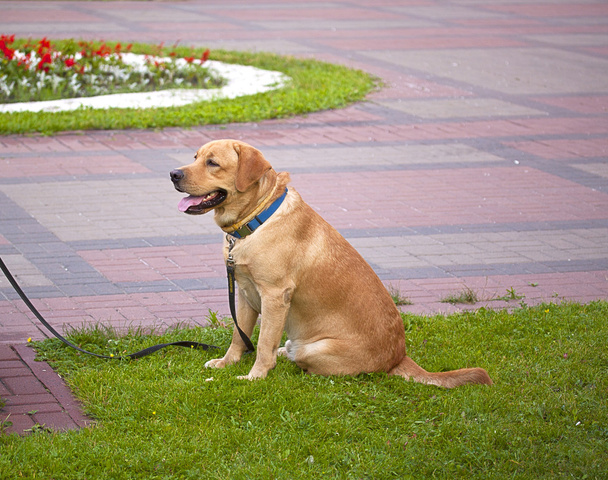 red dog - Photo, Image