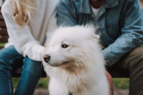 Close up of unknown female and male in casual clothes are sitting on bench with white furry puppy samoyed breed - Foto, Imagem