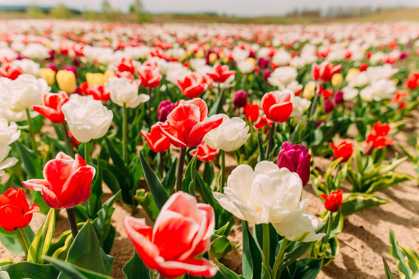 many bright and colorful tulip flowers on a flowerbed field - Foto, Bild