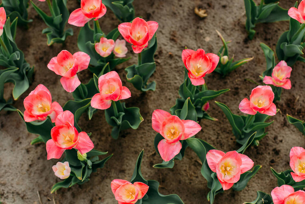 flowerbed with red flowers tulips blooming top view - Фото, зображення