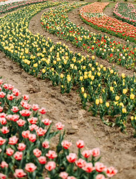 many flowers rows of colored tulips on a curly flower bed - Fotografie, Obrázek
