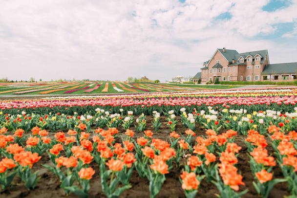many flowers rows of colored tulips on the field in front of the building - Foto, imagen