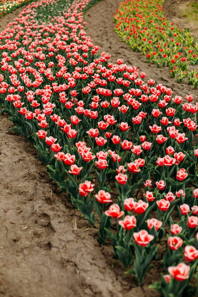 many flowers rows of colored tulips on a curly flower bed - Zdjęcie, obraz