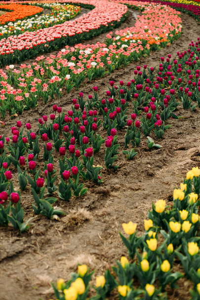 many flowers rows of colored tulips on a curly flower bed - 写真・画像