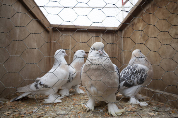 Vögel in Käfigen zum Verkauf auf dem Vogelmarkt, Istanbul Türkei - Foto, Bild