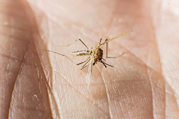 Bir sivrisinek insan elinin derisine oturur. Yaklaş. - Fotoğraf, Görsel