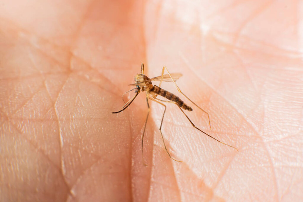 комар сидить на шкірі руки чоловіка крупним планом
 - Фото, зображення