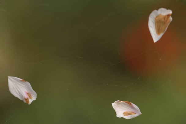 Kirschblütenblätter auf Spinnenseide. Texturierte Spinnenseide Hintergrund auf grün verschwommenem Hintergrund - Foto, Bild