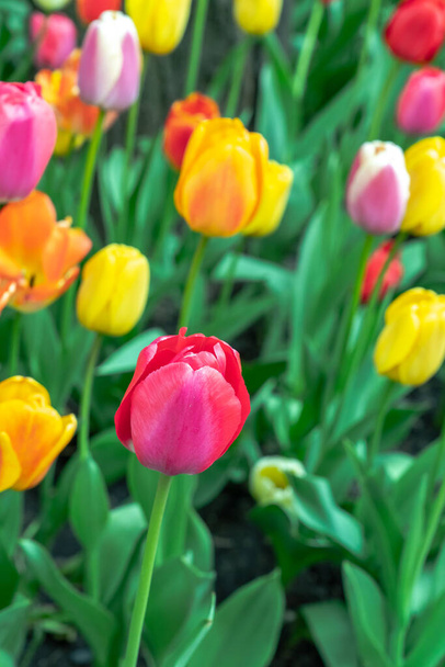 Primer plano de tulipanes coloridos en flor en un macizo de flores incluyendo rosa, amarillo, naranja y rojo en el centro de Chicago con tallos verdes exuberantes
. - Foto, imagen