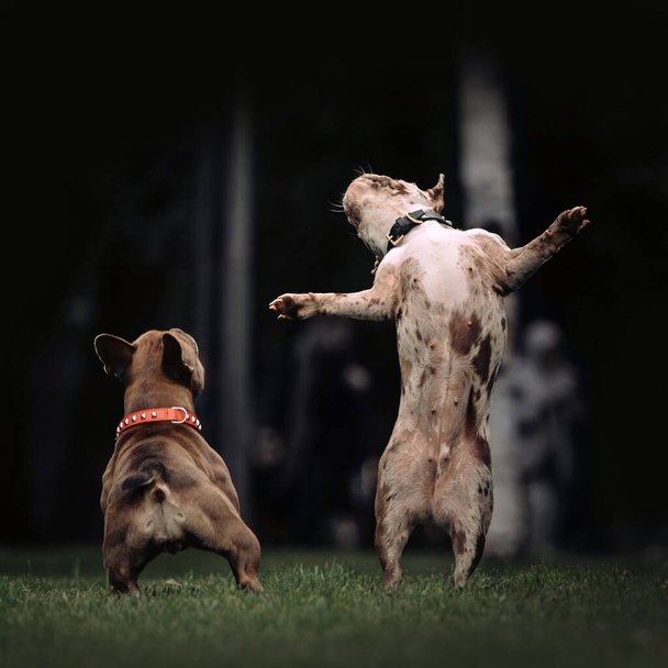 two funny french bulldog dogs playing outdoors in summer - Fotoğraf, Görsel