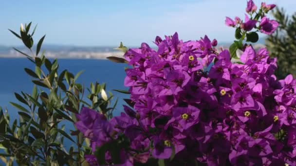 Mor pembe tropikal çiçekler ve Nice 'de mavi deniz. - Video, Çekim