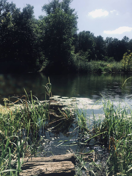 riet in het meer in het bos, hoge grassen, waterlelies en boomstammen in het water - Foto, afbeelding