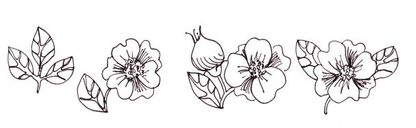 Schwarz-weiße grafische Elemente aus Blumen, Früchten und Blättern der Hagebutte. lineare Zeichnung, Färbung - Foto, Bild