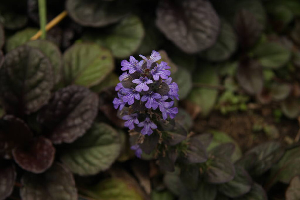 Beautiful purple flower, Ajuga reptans - Photo, Image