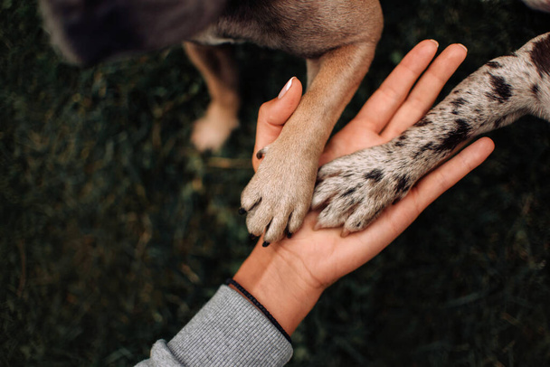 top view of two dog paws in owner hand - Foto, imagen