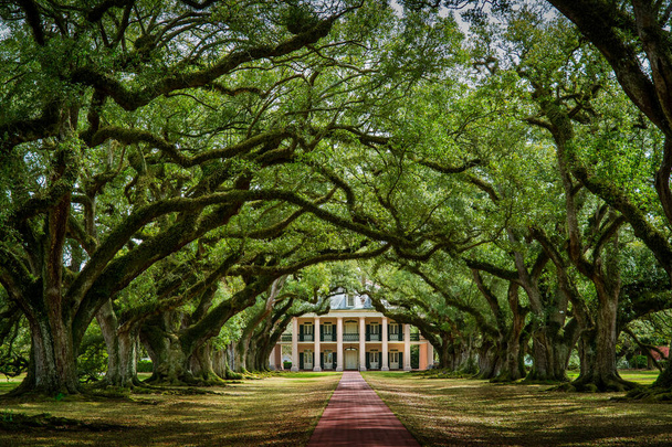 Oak Alley plantaasi historiallinen kohde New Orleans Louisiana Yhdysvallat
 - Valokuva, kuva