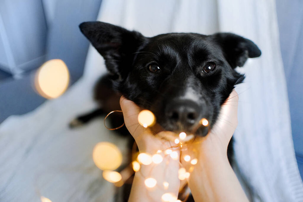 black mixed breed dog portrait indoors with garland lights - Фото, зображення