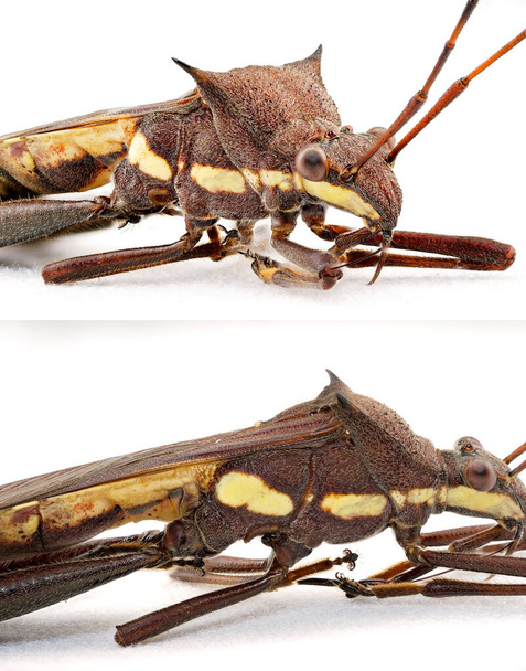 Collage de imágenes de macro extrema de un insecto frijol marrón, también conocido como insecto chupador de vainas, aislado sobre un fondo blanco
 - Foto, Imagen