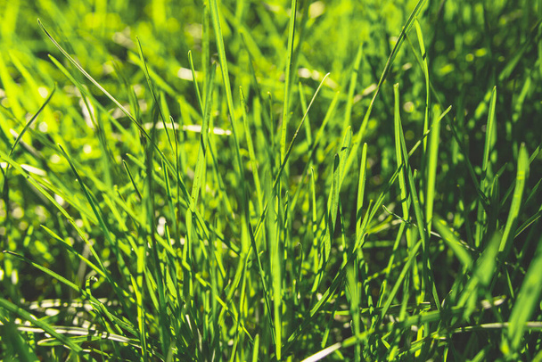 Spring green grass Under the bright sun. natural backgrounds - Φωτογραφία, εικόνα