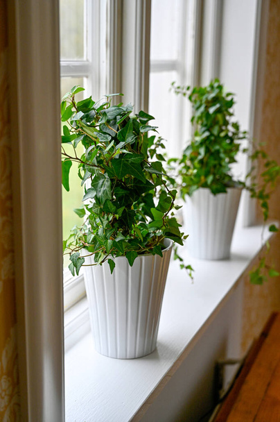 цветы в окне света в шведском доме
 - Фото, изображение