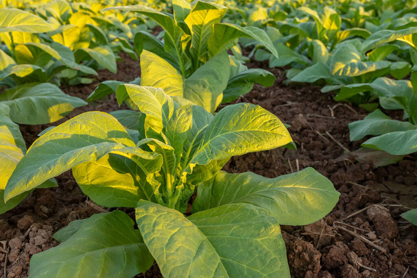 Pole tytoniowe, rośliny wielkolistne tytoniowe rosnące na polu plantacji tytoniu. - Zdjęcie, obraz