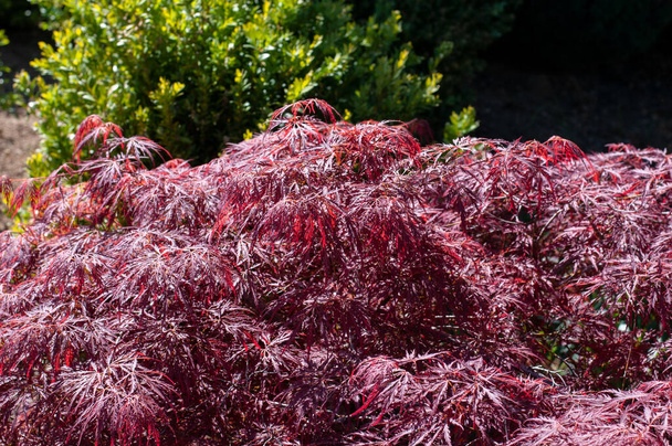 palmate japán juharfa cserje vörös levelekkel a kertben tavasszal - Fotó, kép