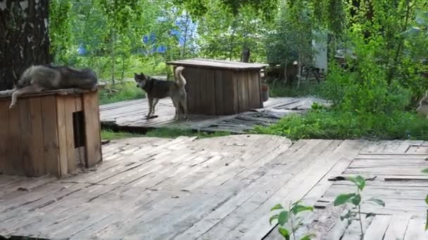 Husky kłamie o swoich kabinach w żłobku w zielonym lesie. - Materiał filmowy, wideo