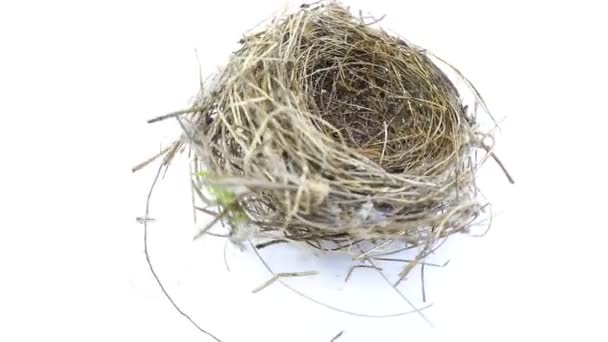 malé ptačí hnízdo dovedně postavené s trpělivostí proplétající mnoho větviček, jak se otáčí na bílém pozadí - Záběry, video
