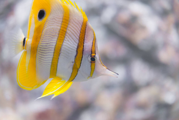 Fish : Copper-banded butterflyfish (Chelmon rostratus) - Photo, Image