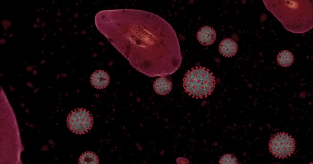 Yüksek konsantrasyon Coronavirus hastalığı Covid-19. Virüs ve kırmızı kan hücrelerinin oluşturduğu animasyon grubu yaklaşıyor. 3B görüntüleme 4k - Video, Çekim