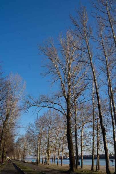 trees without foliage against a blue sky - 写真・画像