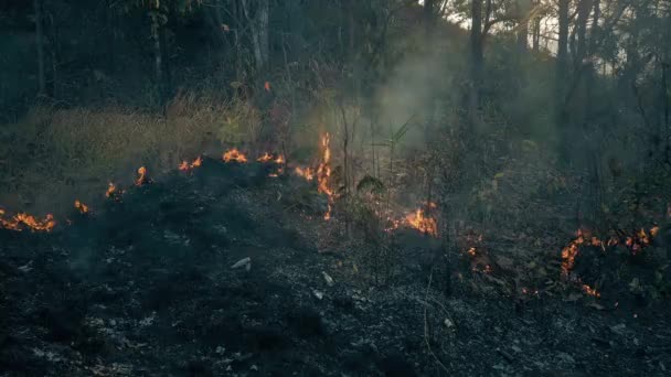 Crisi climatica. Fiamma e fumo nel parco nazionale. Distruzione della foresta pluviale da incendi boschivi. Filmato 4k
 - Filmati, video