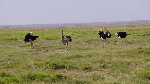 Ostriches in freedom in the savanna of Amboseli National Park in Kenya, Africa - Фото, изображение