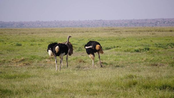 Ostriches in freedom in the savanna of Amboseli National Park in Kenya, Africa - Photo, Image