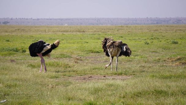 struzzi nel parco nazionale di Amboseli in Kenya, Africa
 - Foto, immagini