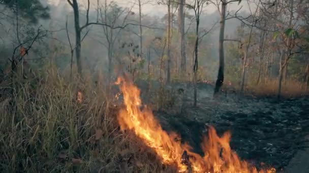 La crisis climática. Gran Llama en el parque nacional. Destrucción de la selva tropical por incendios forestales. Filmación 4k
 - Metraje, vídeo
