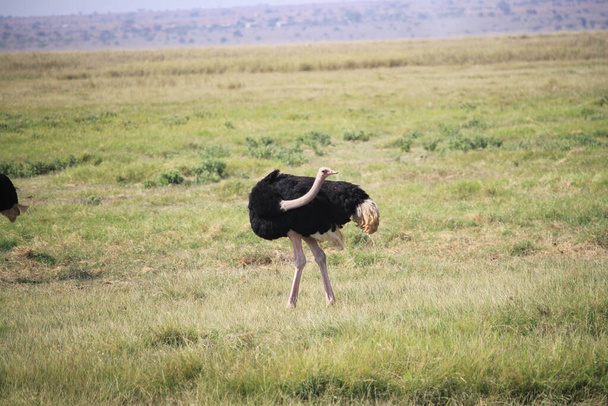 ostriches in Amboseli national park in Kenya, Africa - Фото, зображення