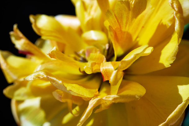 マクロ水平方向に咲く黄色のチューリップ - 写真・画像