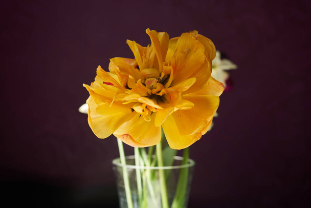 Tulipes jaunes fleurissant dans un vase de verre l'orientation macro paysage sur fond violet
 - Photo, image