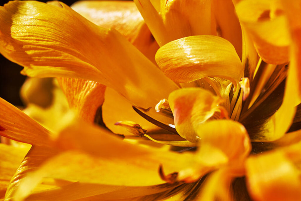 Tulipes jaunes fleurissant dans l'orientation macro-paysagère
 - Photo, image