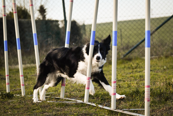 black and white border collie in agility slalom on privat training. Amazing day with czech agility team. - Photo, Image