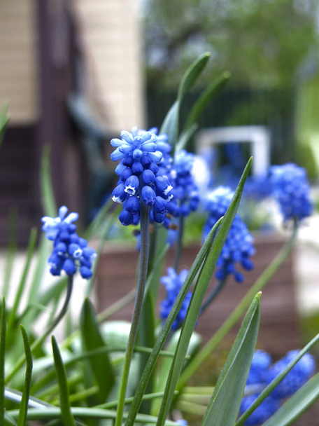 Küçük mavi Muscari çiçekleri baharda açar. - Fotoğraf, Görsel