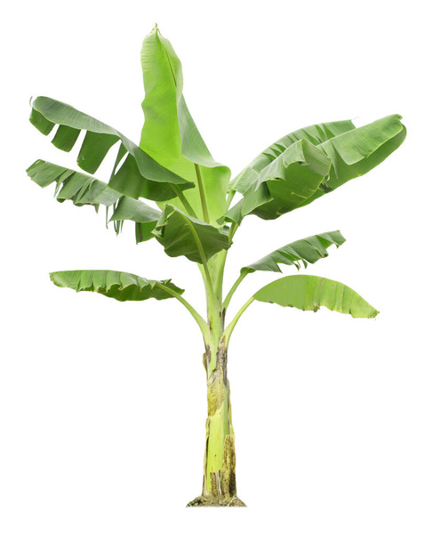 Bananenboom geïsoleerd op witte achtergrond met knippaden voor tuinontwerp. Tropische economische gewassen die gemakkelijk te kweken zijn, leveren snel op - Foto, afbeelding