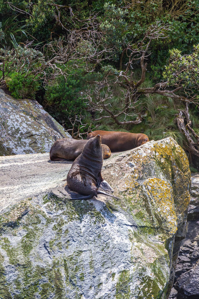 A group of fur seals are resting on a huge boulder. FiordLand, New Zealand - 写真・画像