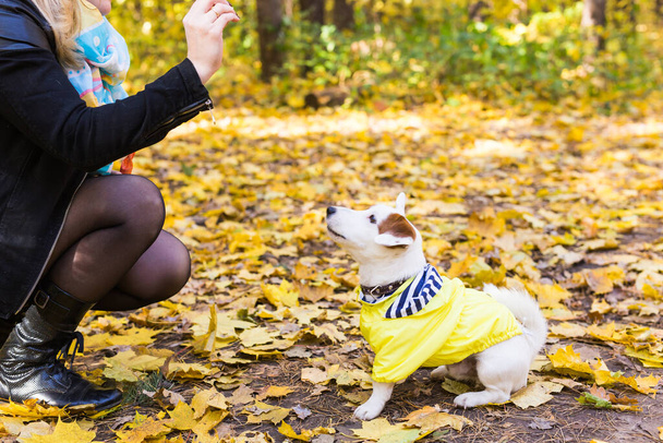 Nainen, jolla on koira-Jack Russell terrieri. Ystävyys ja lemmikkikonsepti. Pieni koira kävelee syksyllä puistossa. - Valokuva, kuva
