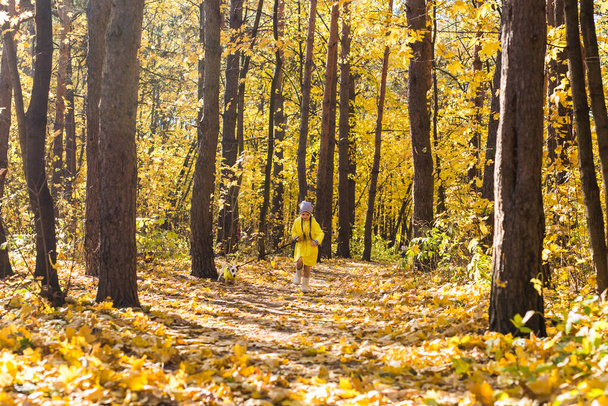 Retrato de una niña sobre un fondo de hojas anaranjadas y amarillas en un día soleado otoñal. Pequeño cachorro Jack Russell Terrier. Concepto de mascotas y niños. Amistad. - Foto, imagen