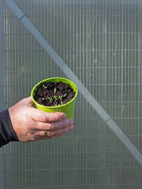 Two masculine hands are holding a pot with seedlings, wall of a greenhouse in the background - Photo, Image