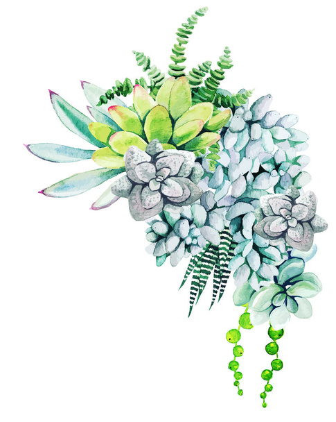 Composition of watercolor cactus plants and succulents - Vector, Image
