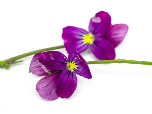 Viola cornuta (szarvas Ibolya) - Fotó, kép