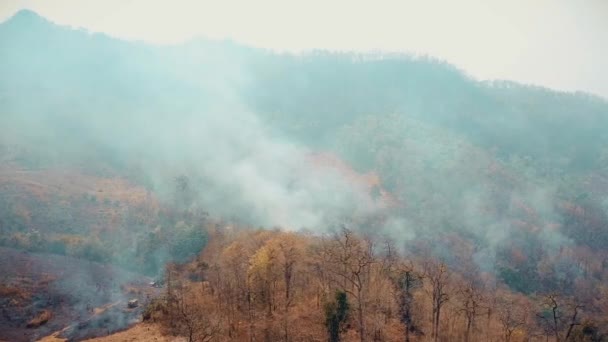 森林火災のスモッグ。森林破壊と気候危機。熱帯雨林火災による毒性の煙霧。空中ビデオ4k. - 映像、動画